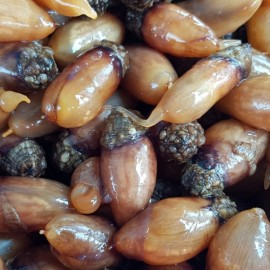 바다향 가득한 통영 미더덕