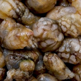 바다향 머금은 통통한 오만둥이