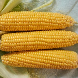 입안에서 터지는 단맛 초당옥수수