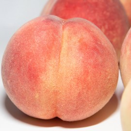 햇살 머금은 탱글한 과육 대극천